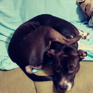 Fundraising Page: Goofy PAC Alum